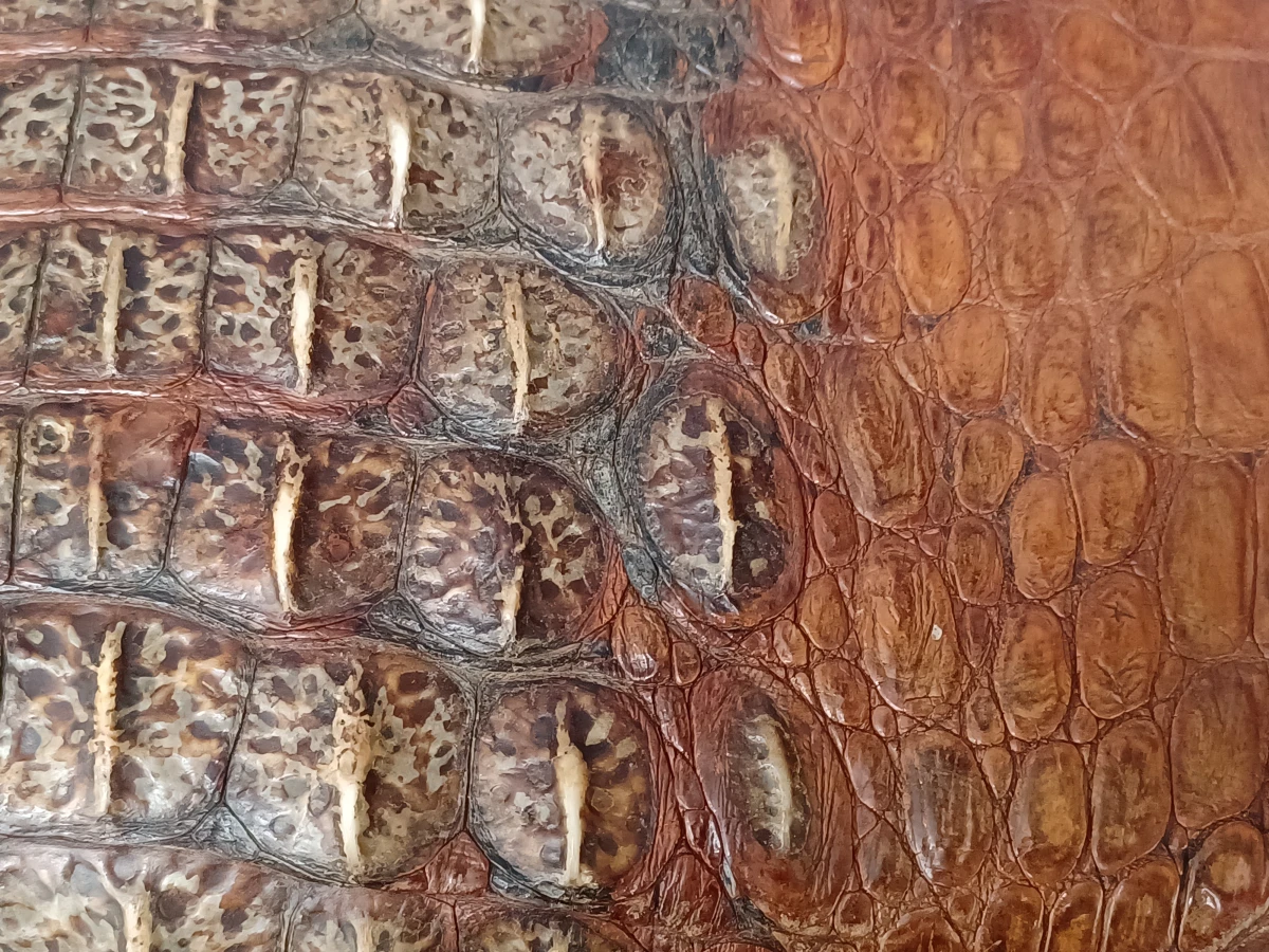 Vintage cognac krokodillenleren handtas – Uniek hornback design