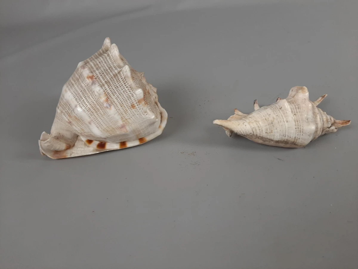 2 schelpen