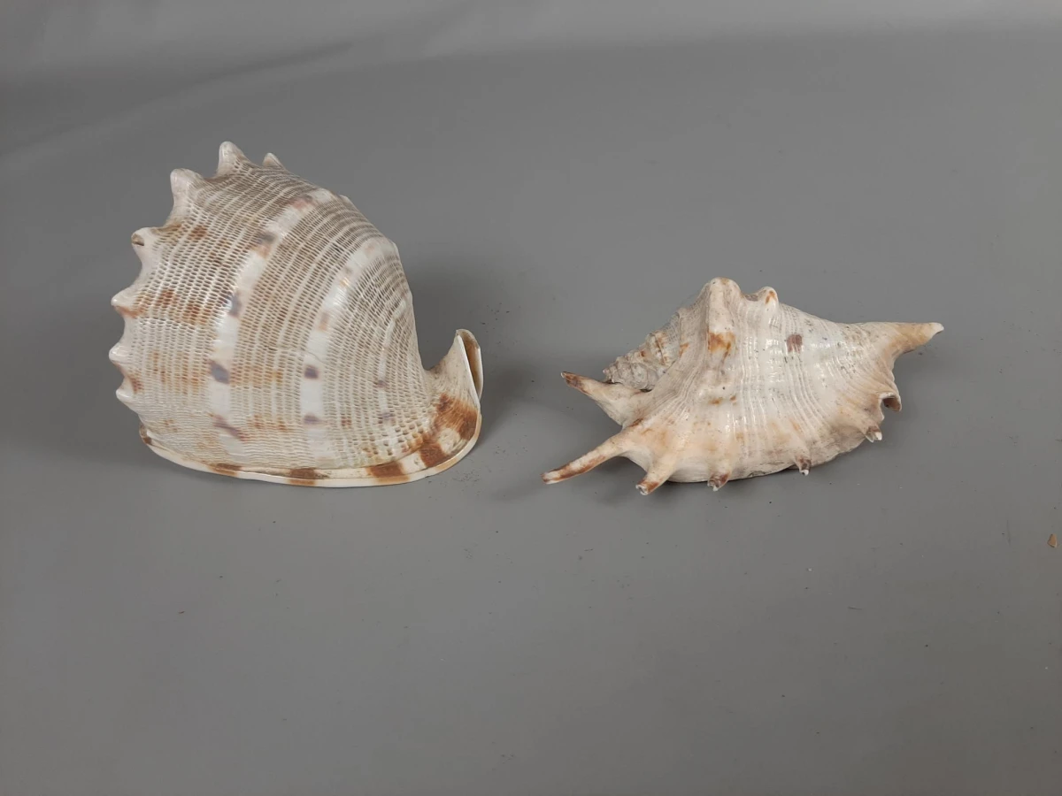2 schelpen