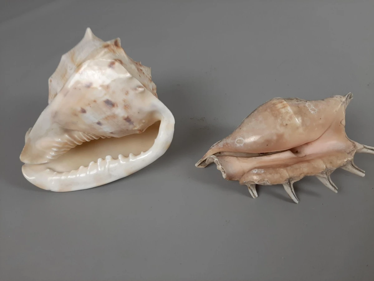 2 schelpen