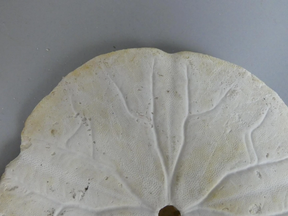 Natuurlijk specimen van een zanddollar