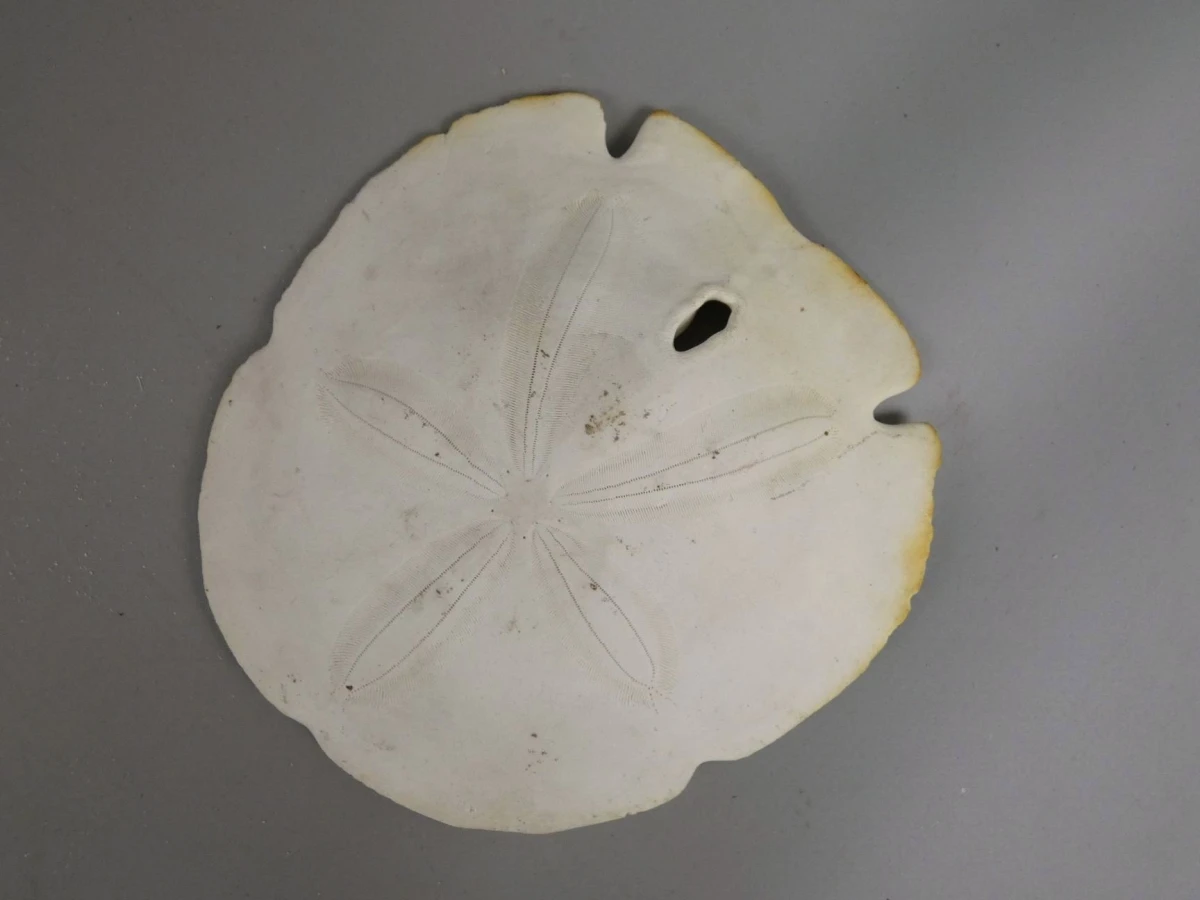 Natuurlijk specimen van een zanddollar