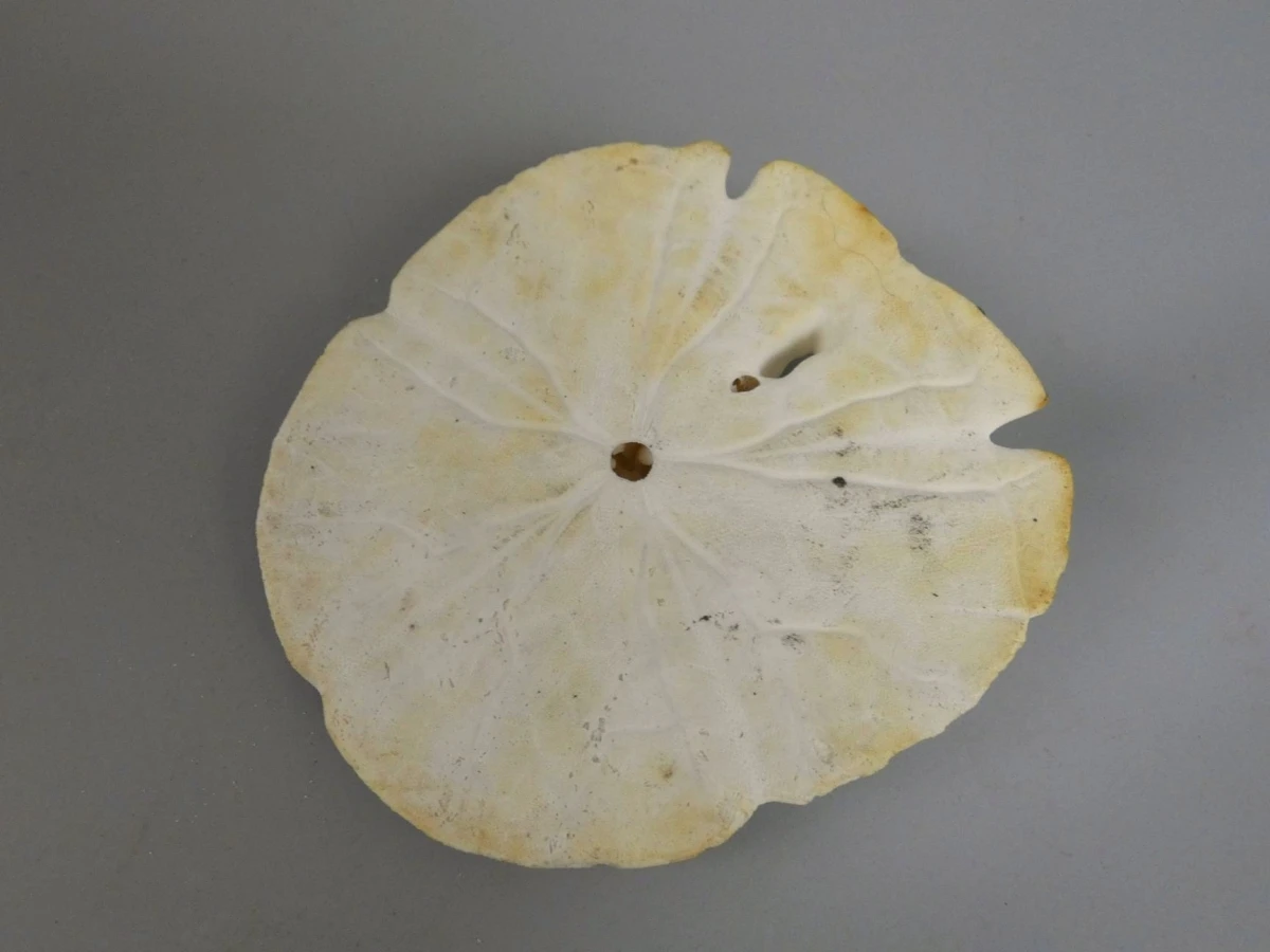 Natuurlijk specimen van een zanddollar