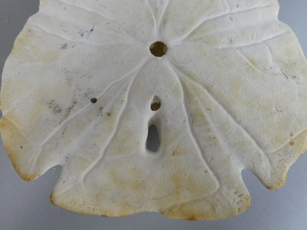 Natuurlijk specimen van een zanddollar