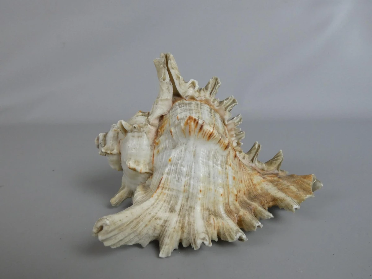 Decoratieve Ramose Murex zeeschelp