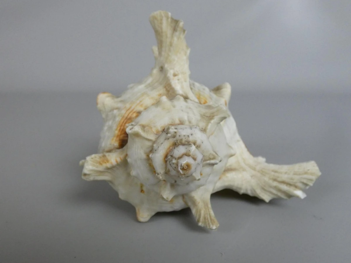 Decoratieve Ramose Murex zeeschelp