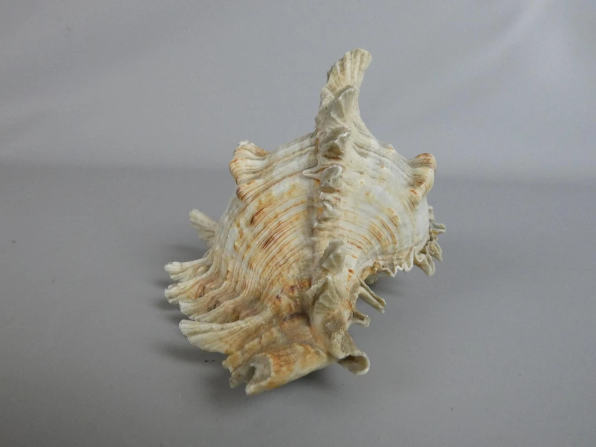 Decoratieve Ramose Murex zeeschelp