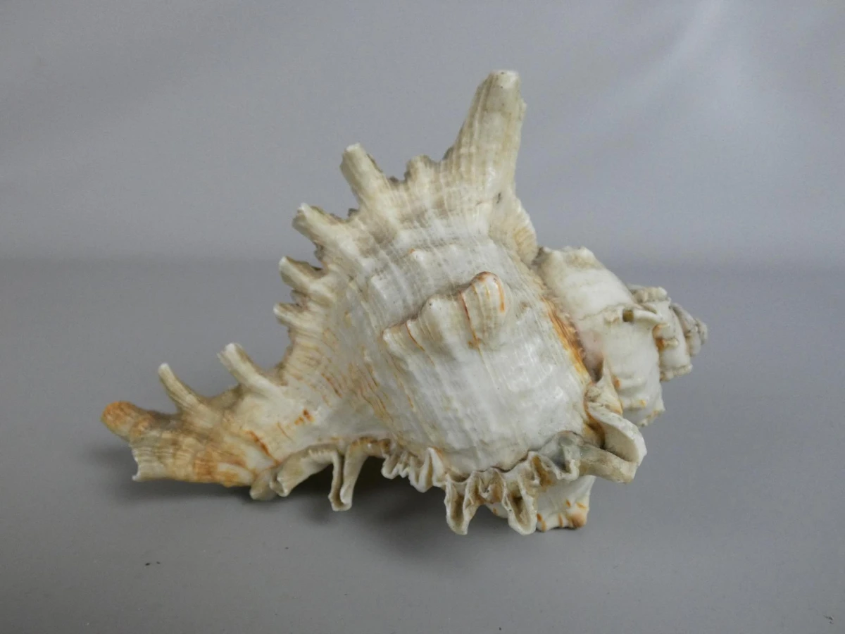 Decoratieve Ramose Murex zeeschelp