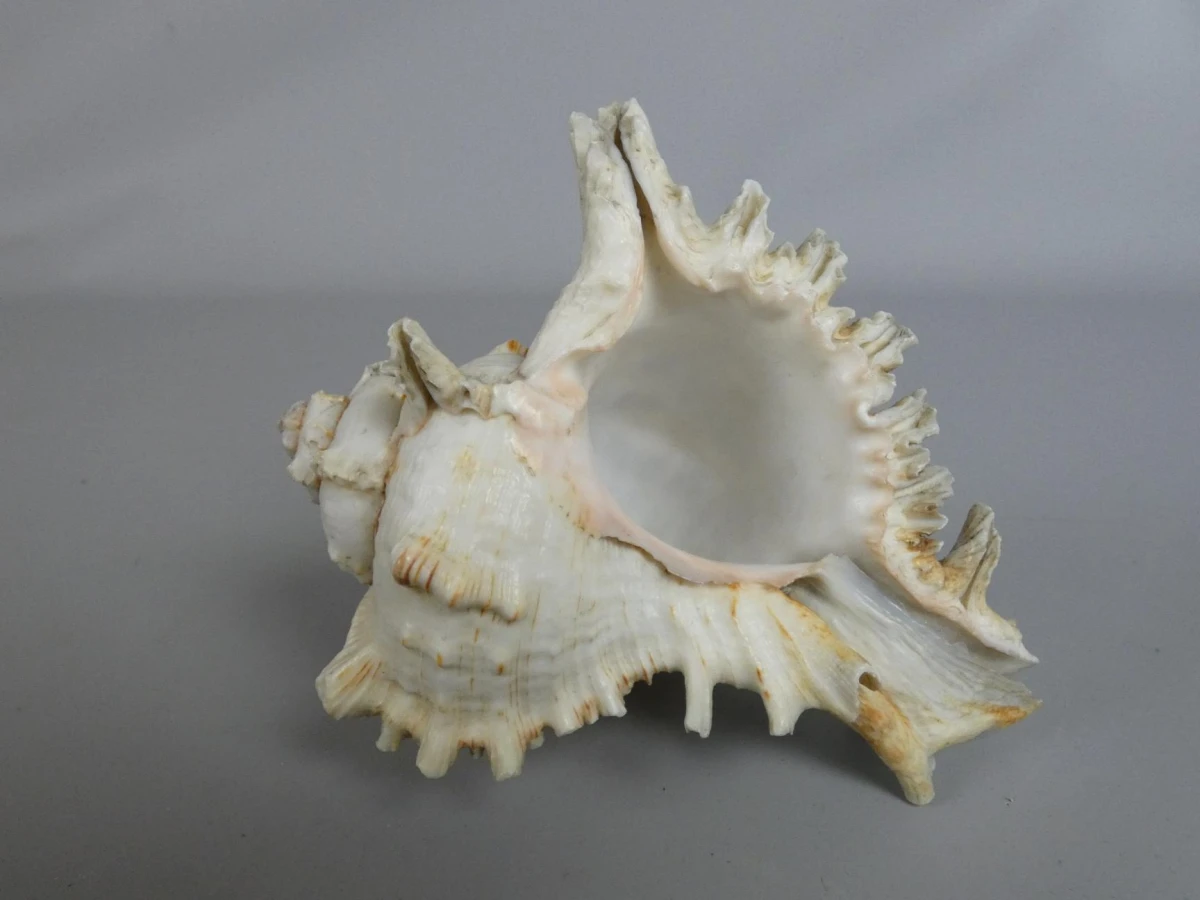 Decoratieve Ramose Murex zeeschelp