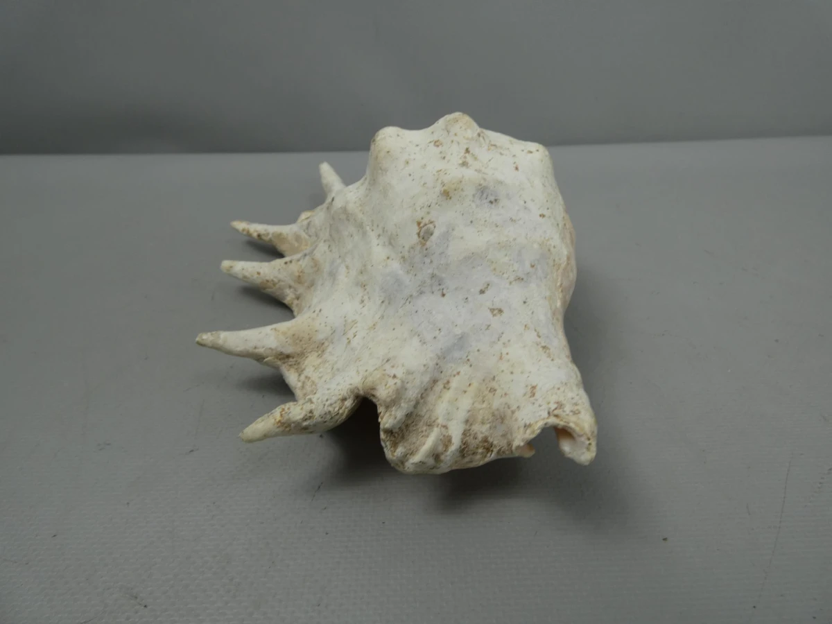 spinnenschelp