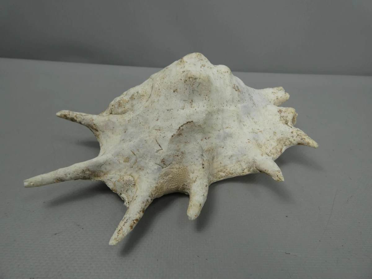spinnenschelp