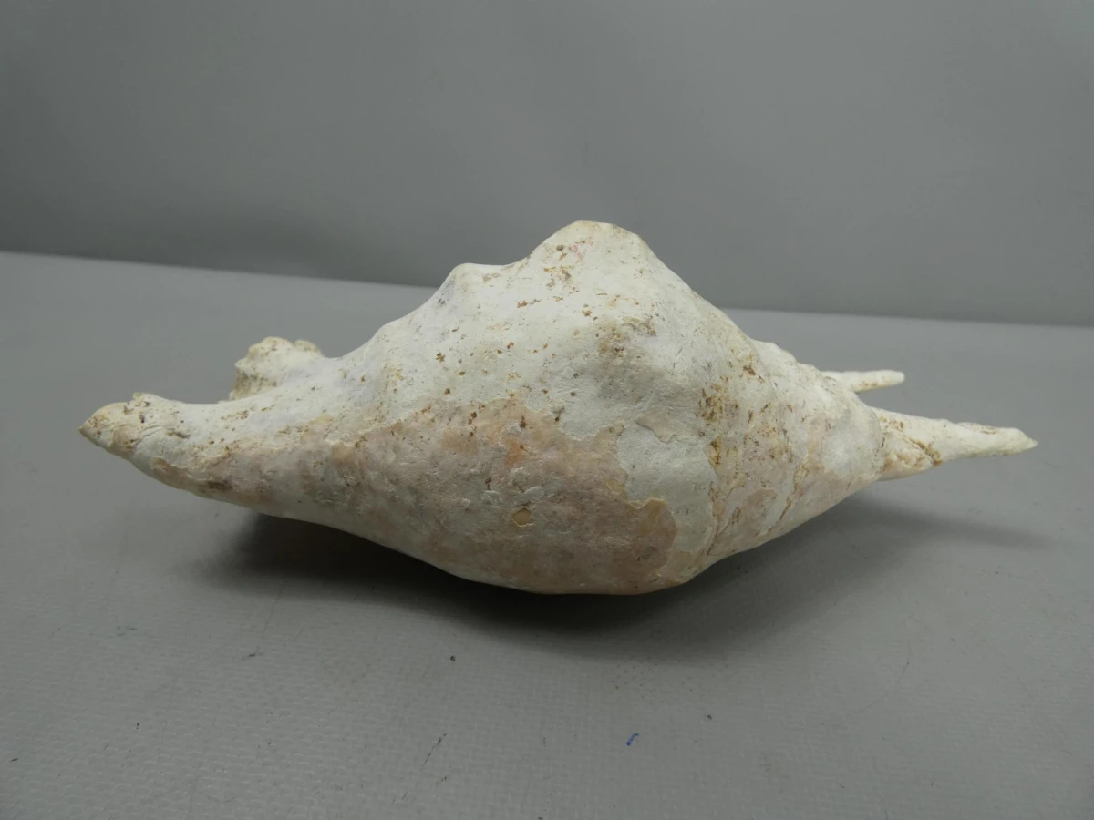 spinnenschelp