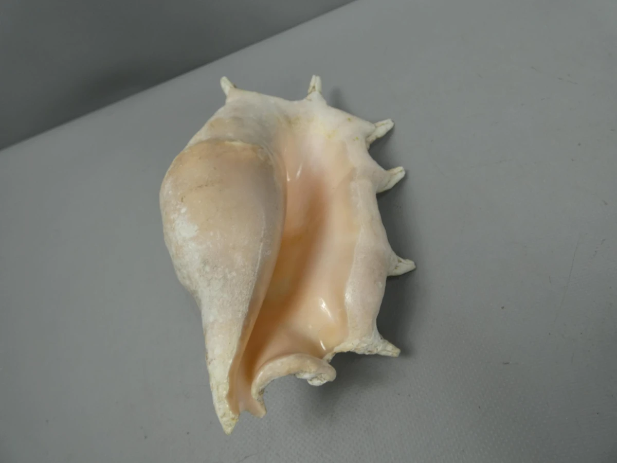 spinnenschelp
