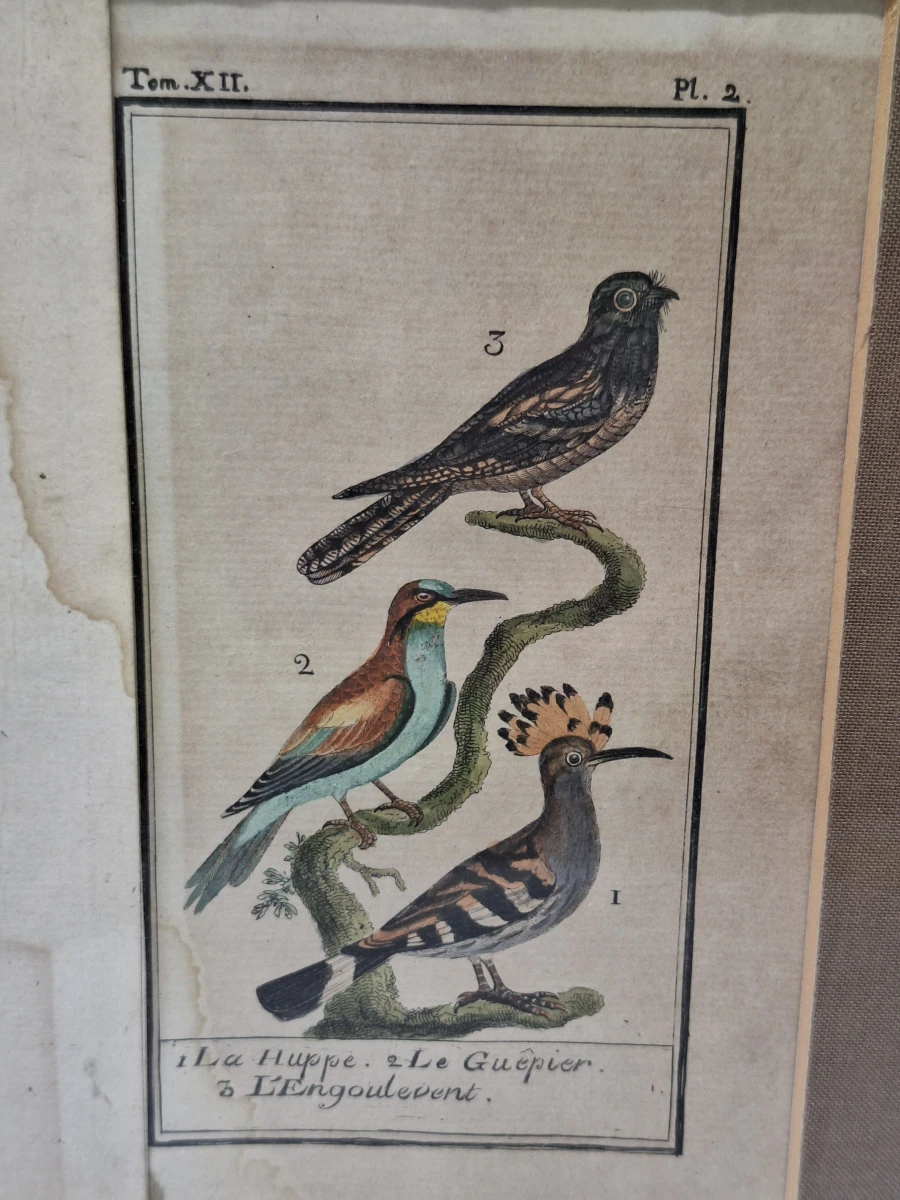 Antieke handgekleurde kopergravures met vogels - toegeschreven aan Clément-Pierre Marillier - uit een publicatie van Buffon