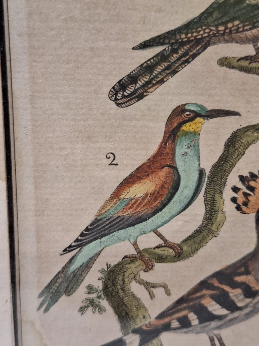 Antieke handgekleurde kopergravures met vogels - toegeschreven aan Clément-Pierre Marillier - uit een publicatie van Buffon