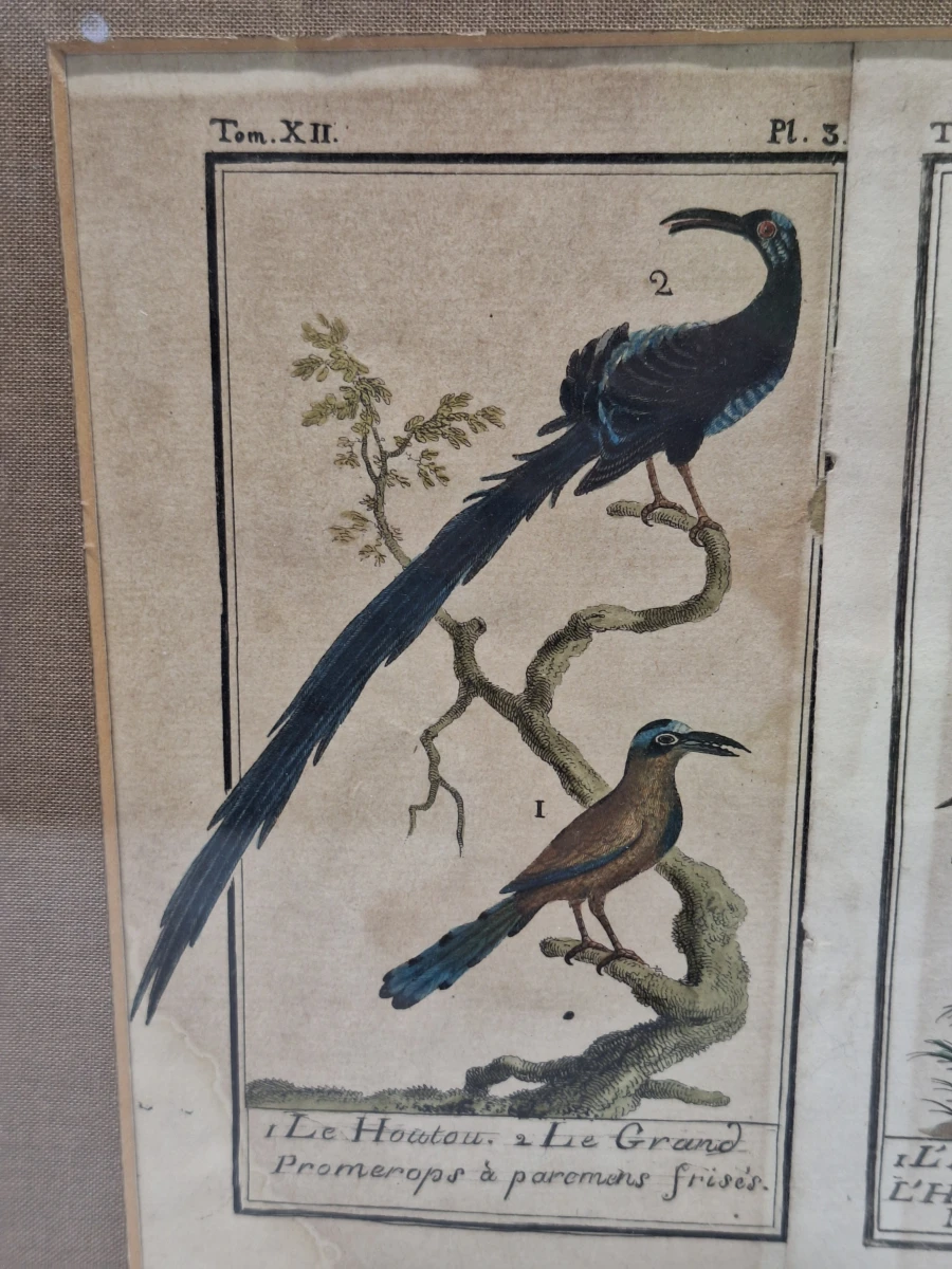 Antieke handgekleurde kopergravures met vogels - toegeschreven aan Clément-Pierre Marillier - uit een publicatie van Buffon