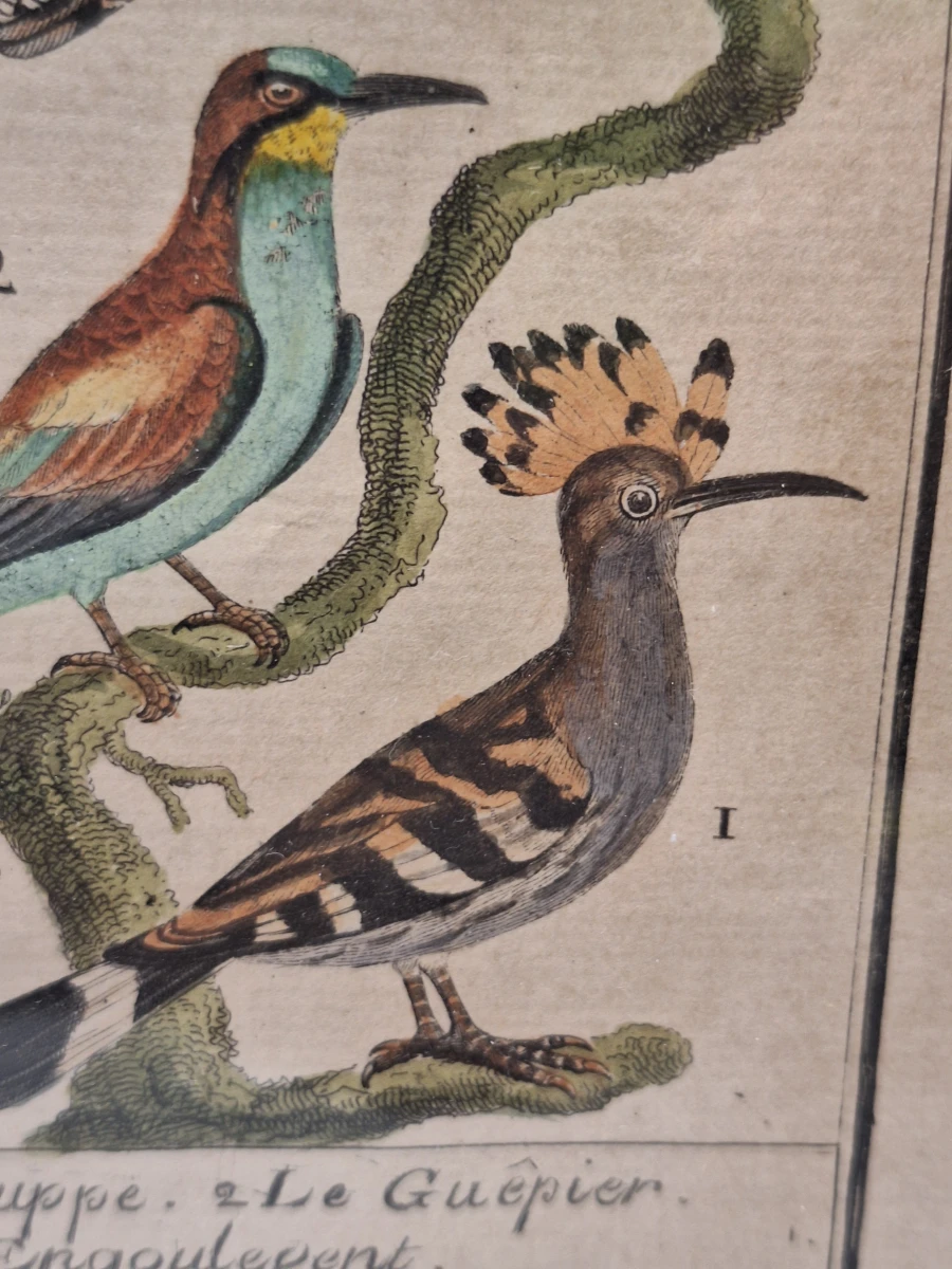 Antieke handgekleurde kopergravures met vogels - toegeschreven aan Clément-Pierre Marillier - uit een publicatie van Buffon