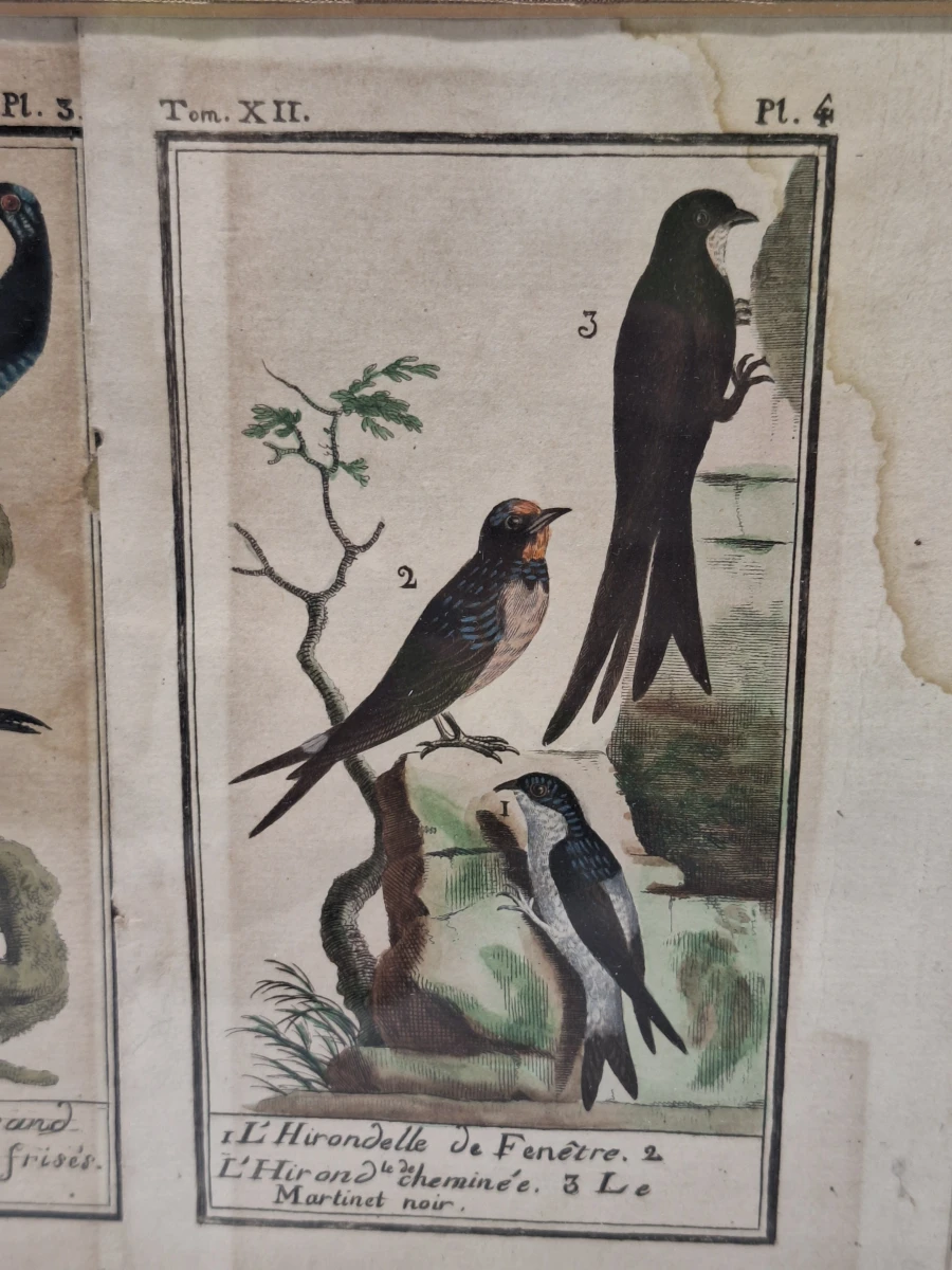 Antieke handgekleurde kopergravures met vogels - toegeschreven aan Clément-Pierre Marillier - uit een publicatie van Buffon