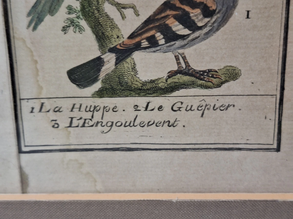 Antieke handgekleurde kopergravures met vogels - toegeschreven aan Clément-Pierre Marillier - uit een publicatie van Buffon