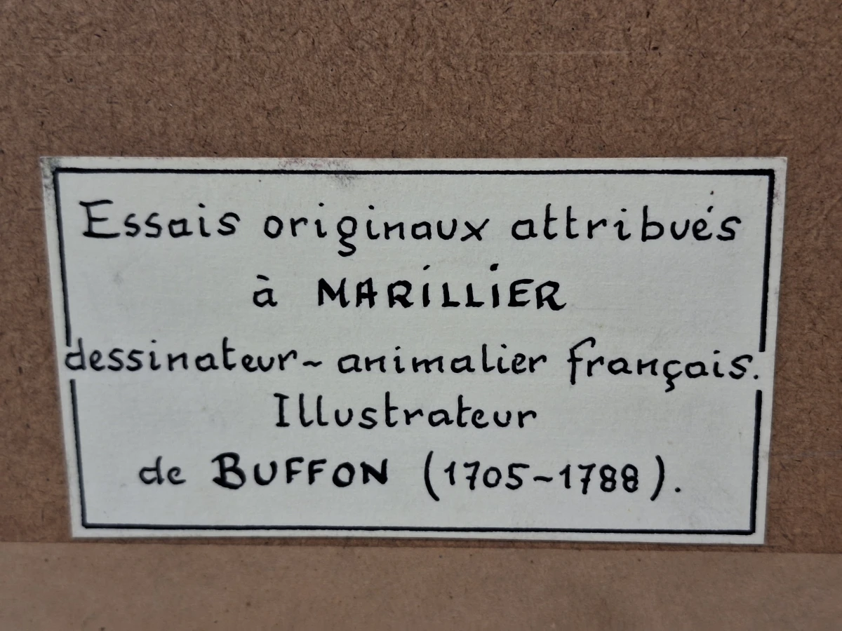 Antieke handgekleurde kopergravures met vogels - toegeschreven aan Clément-Pierre Marillier - uit een publicatie van Buffon