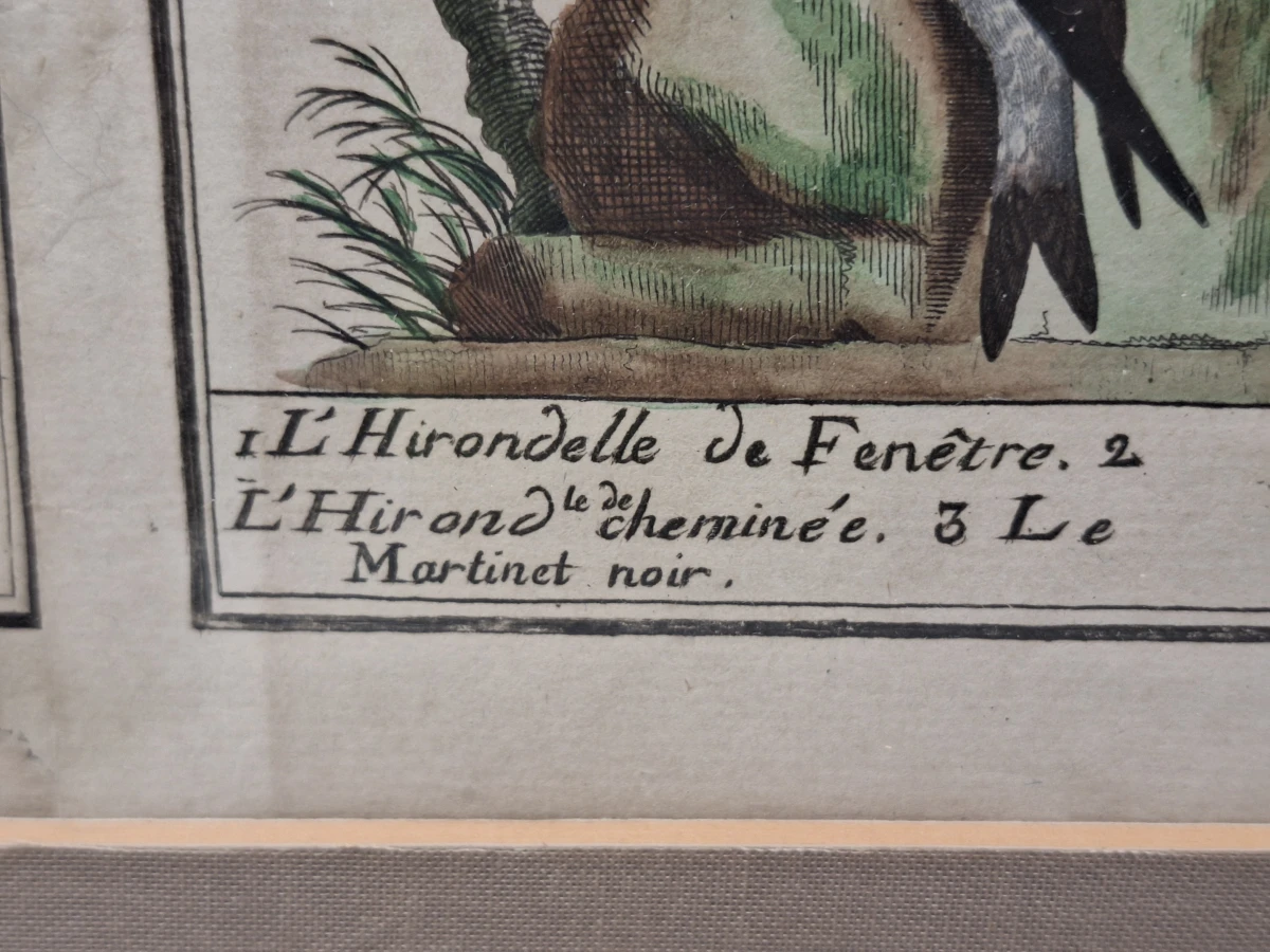 Antieke handgekleurde kopergravures met vogels - toegeschreven aan Clément-Pierre Marillier - uit een publicatie van Buffon