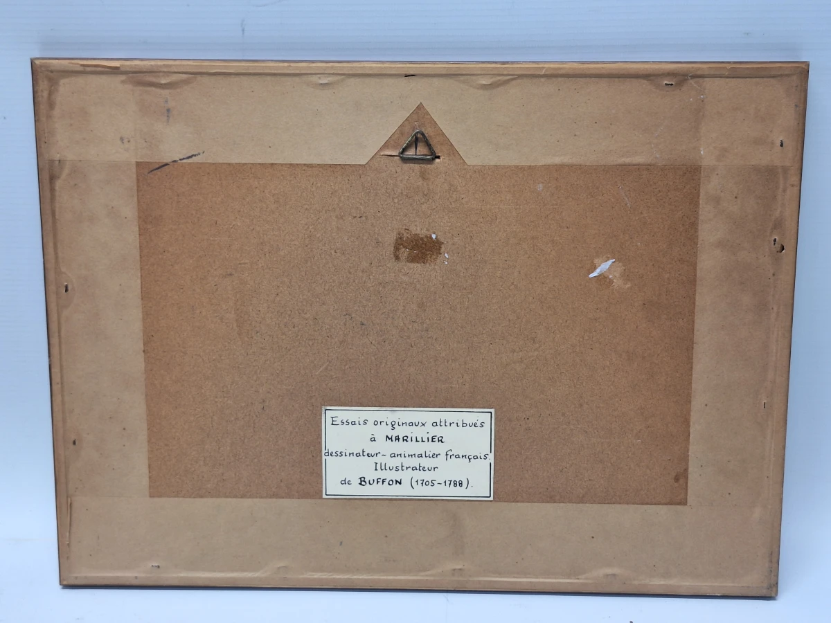 Antieke handgekleurde kopergravures met vogels - toegeschreven aan Clément-Pierre Marillier - uit een publicatie van Buffon