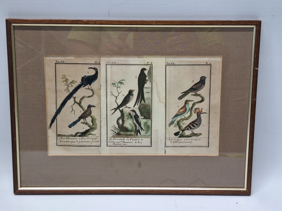 Antieke handgekleurde kopergravures met vogels - toegeschreven aan Clément-Pierre Marillier - uit een publicatie van Buffon
