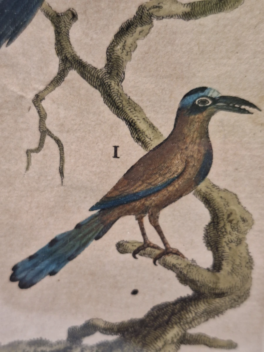 Antieke handgekleurde kopergravures met vogels - toegeschreven aan Clément-Pierre Marillier - uit een publicatie van Buffon