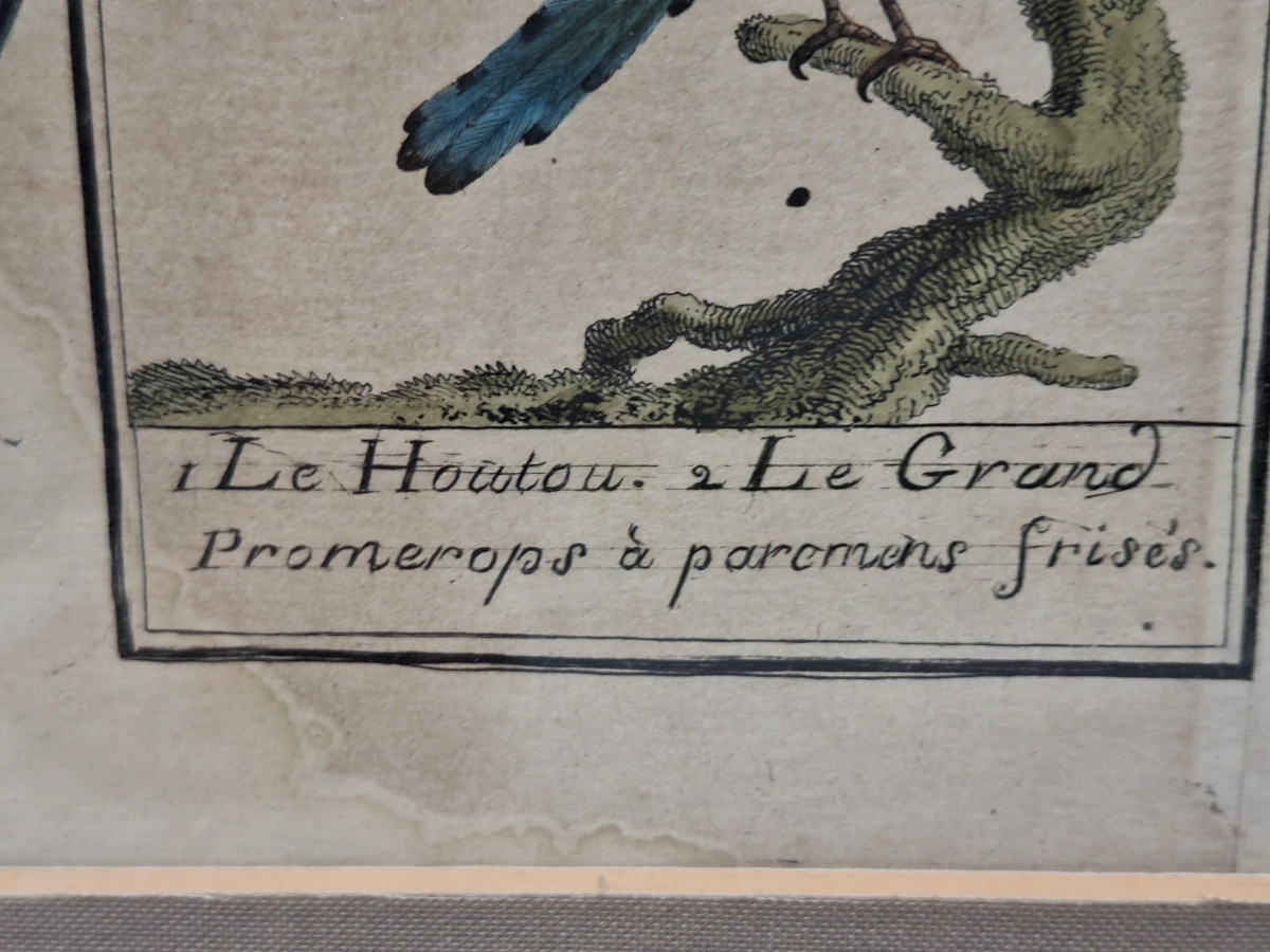 Antieke handgekleurde kopergravures met vogels - toegeschreven aan Clément-Pierre Marillier - uit een publicatie van Buffon