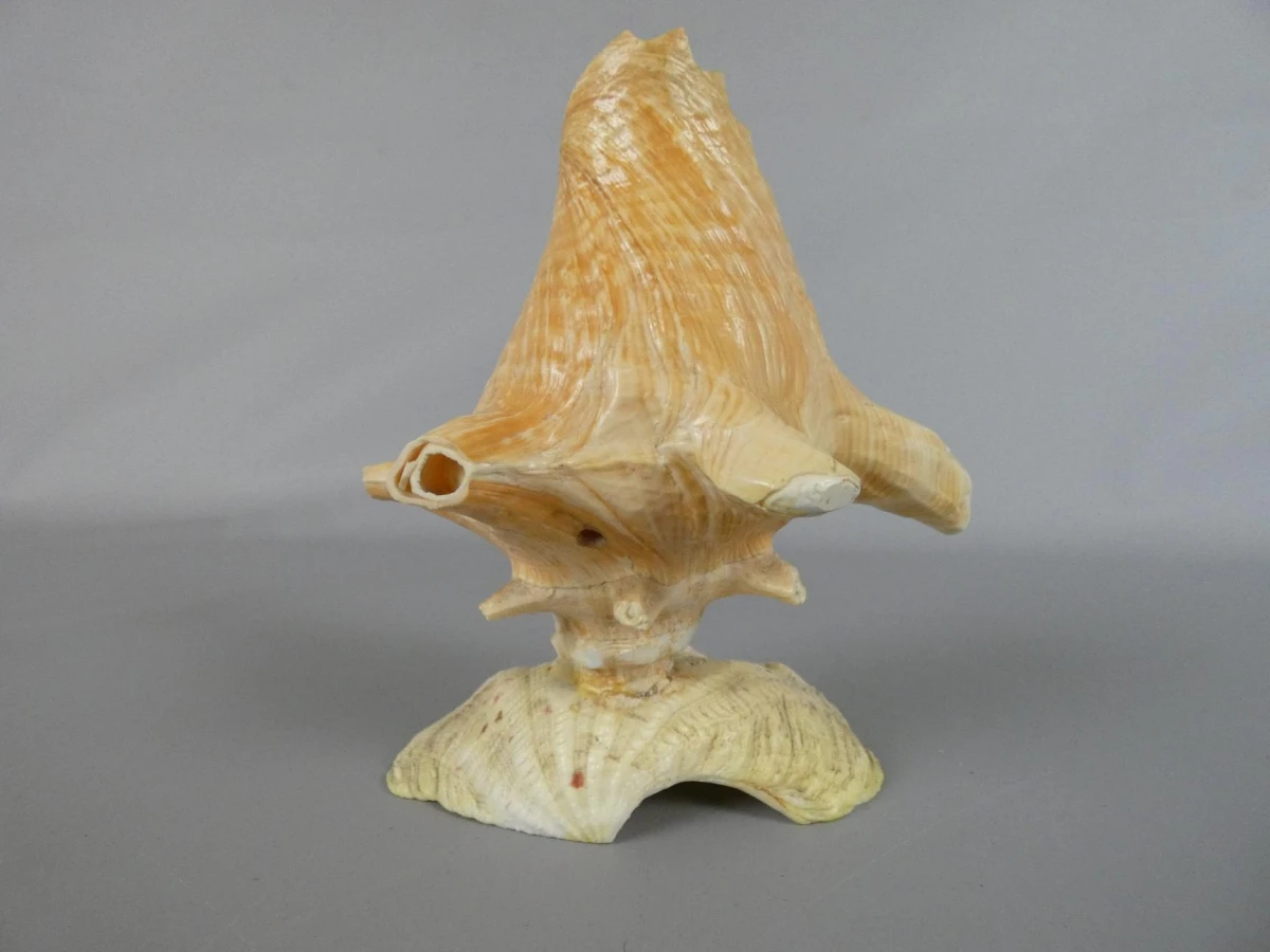 Decoratieve schelp op standaard