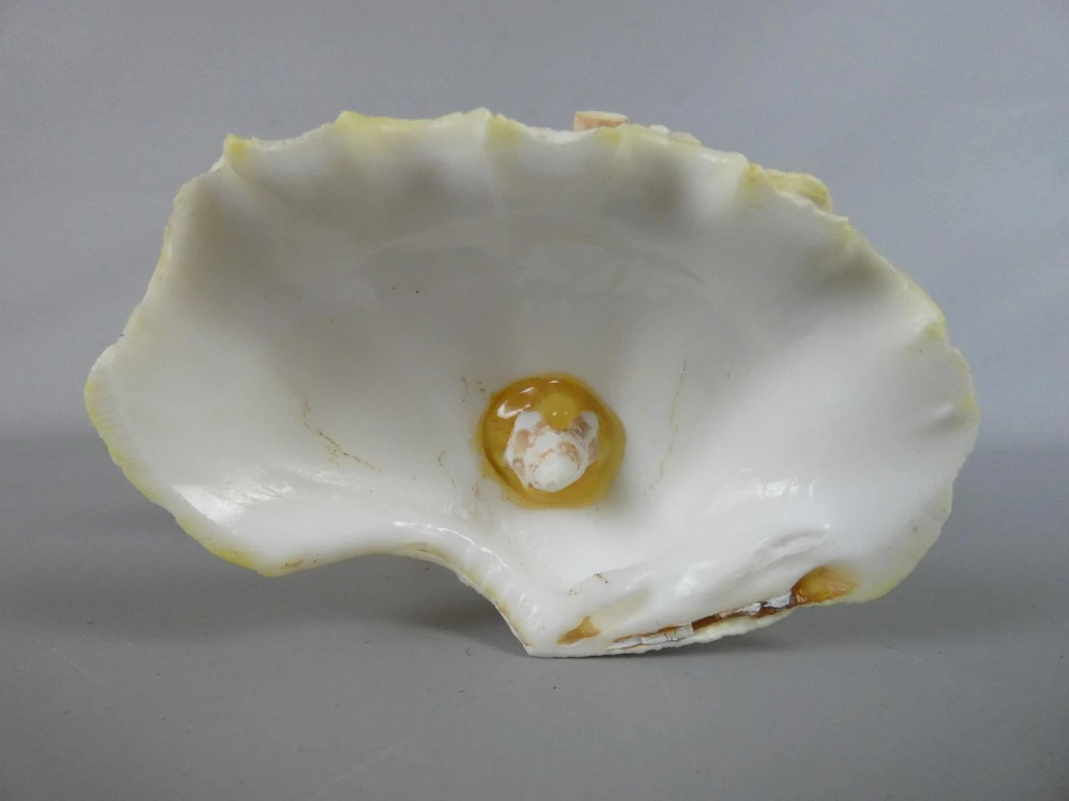 Decoratieve schelp op standaard