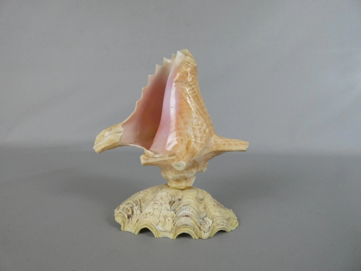 Decoratieve schelp op standaard