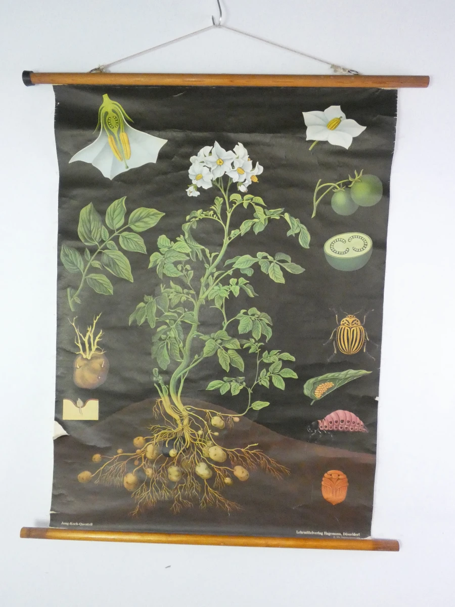 Vintage botanische schoolplaat van Jung Koch Quentell