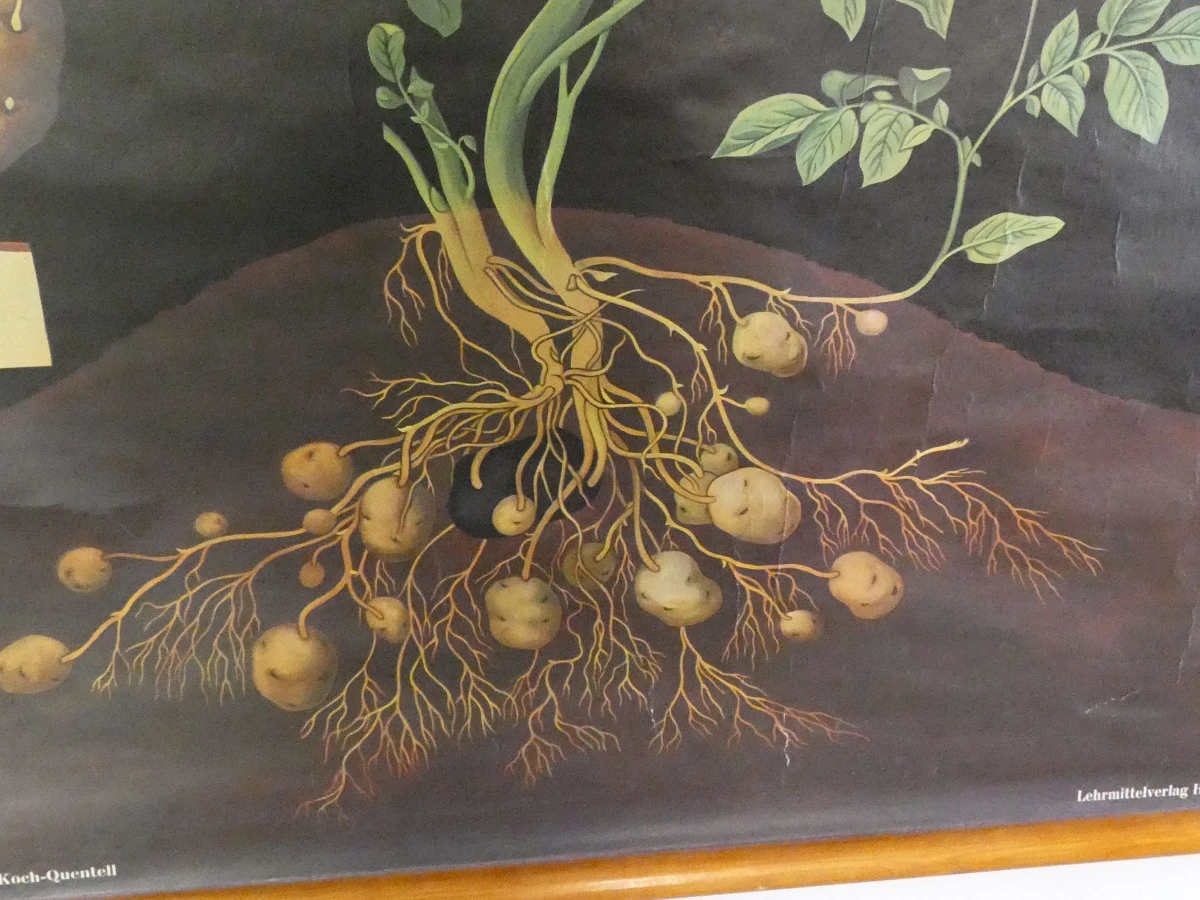 Vintage botanische schoolplaat van Jung Koch Quentell