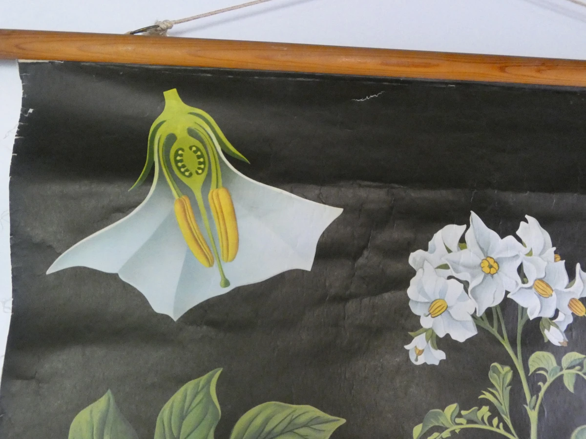 Vintage botanische schoolplaat van Jung Koch Quentell