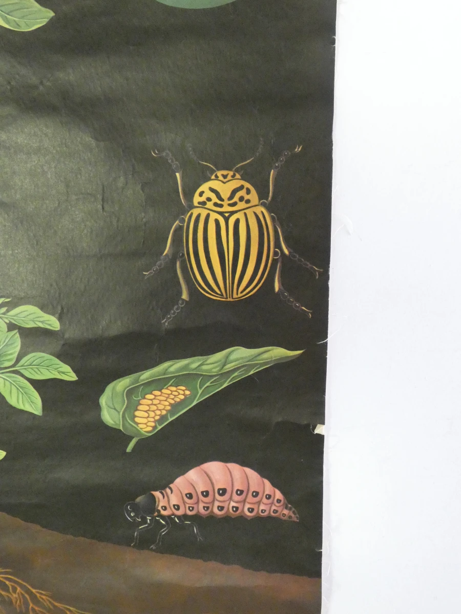 Vintage botanische schoolplaat van Jung Koch Quentell
