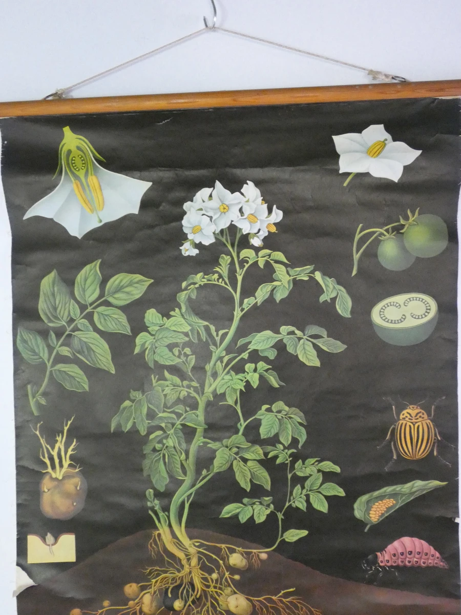 Vintage botanische schoolplaat van Jung Koch Quentell