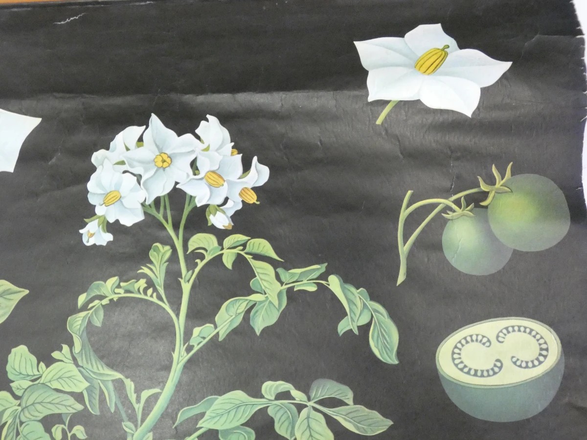 Vintage botanische schoolplaat van Jung Koch Quentell
