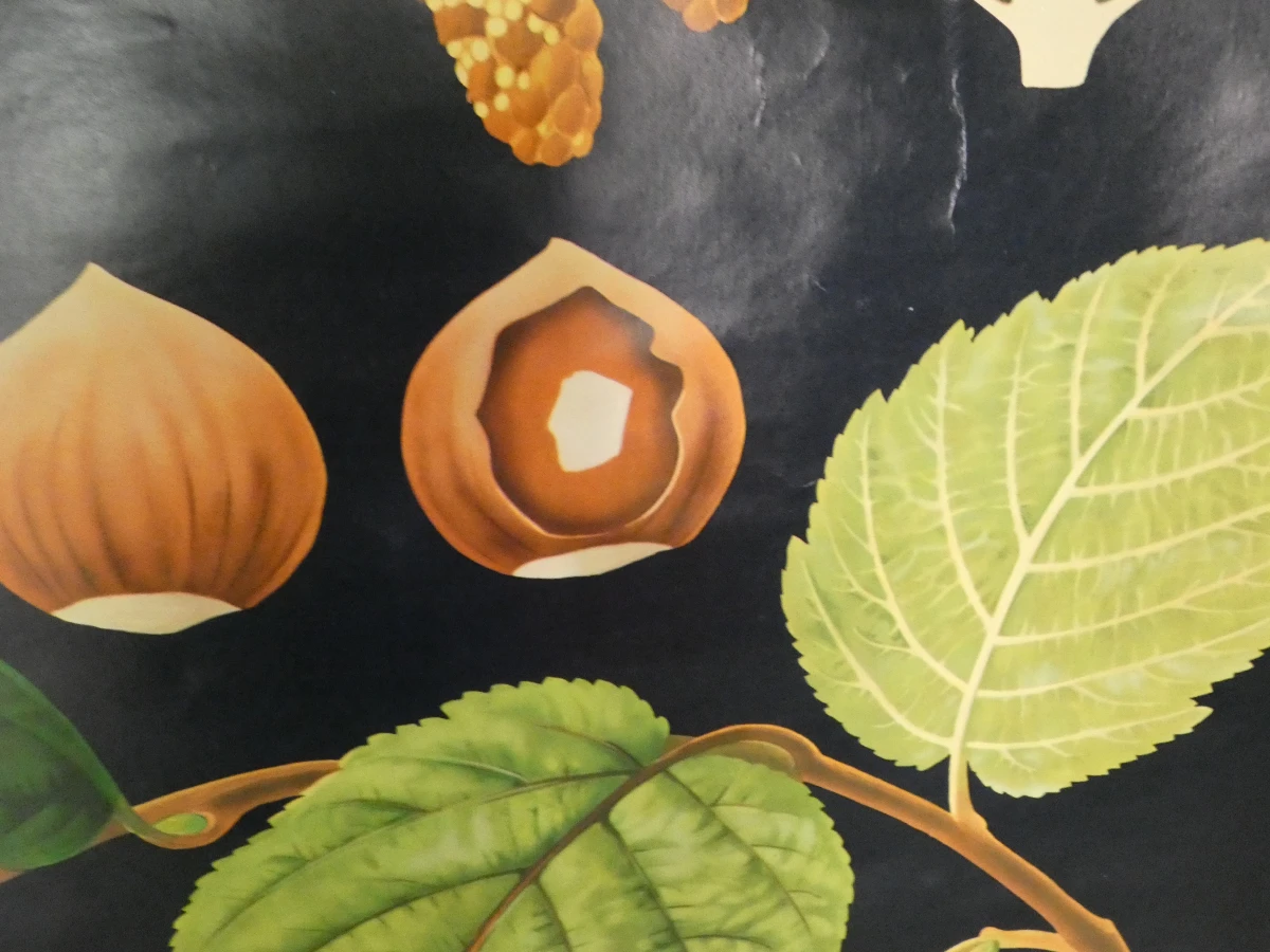 Vintage botanische schoolkaart van de hazelaar