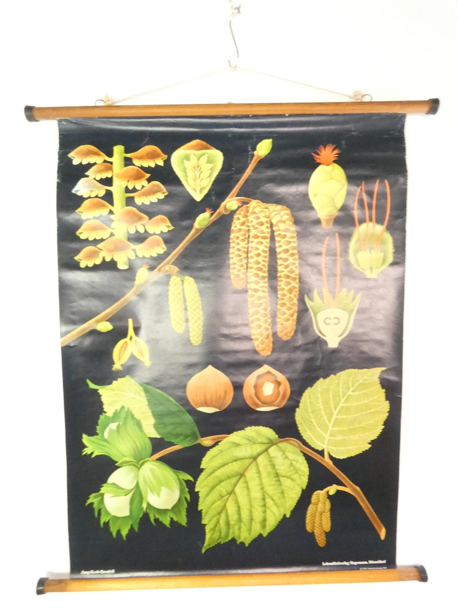 Vintage botanische schoolkaart van de hazelaar
