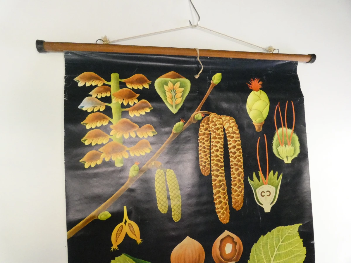 Vintage botanische schoolkaart van de hazelaar