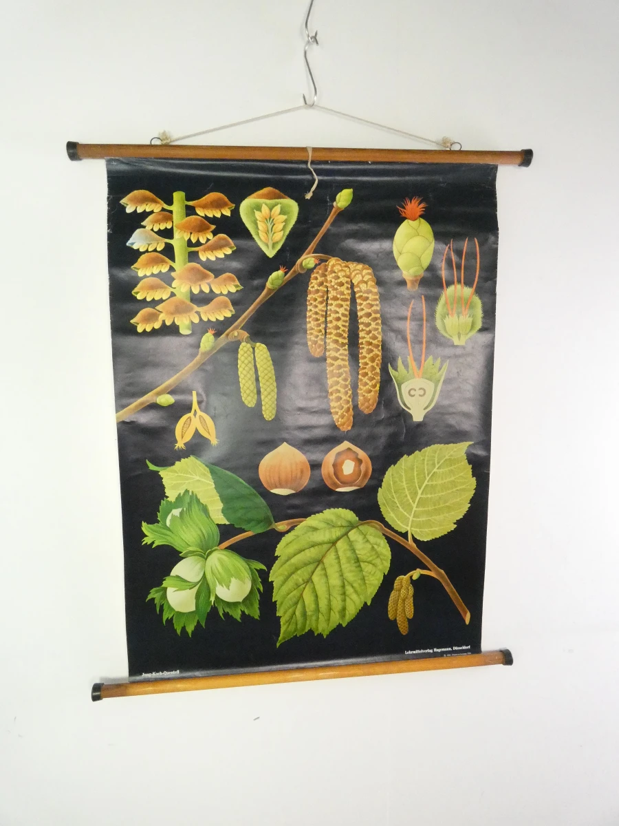 Vintage botanische schoolkaart van de hazelaar