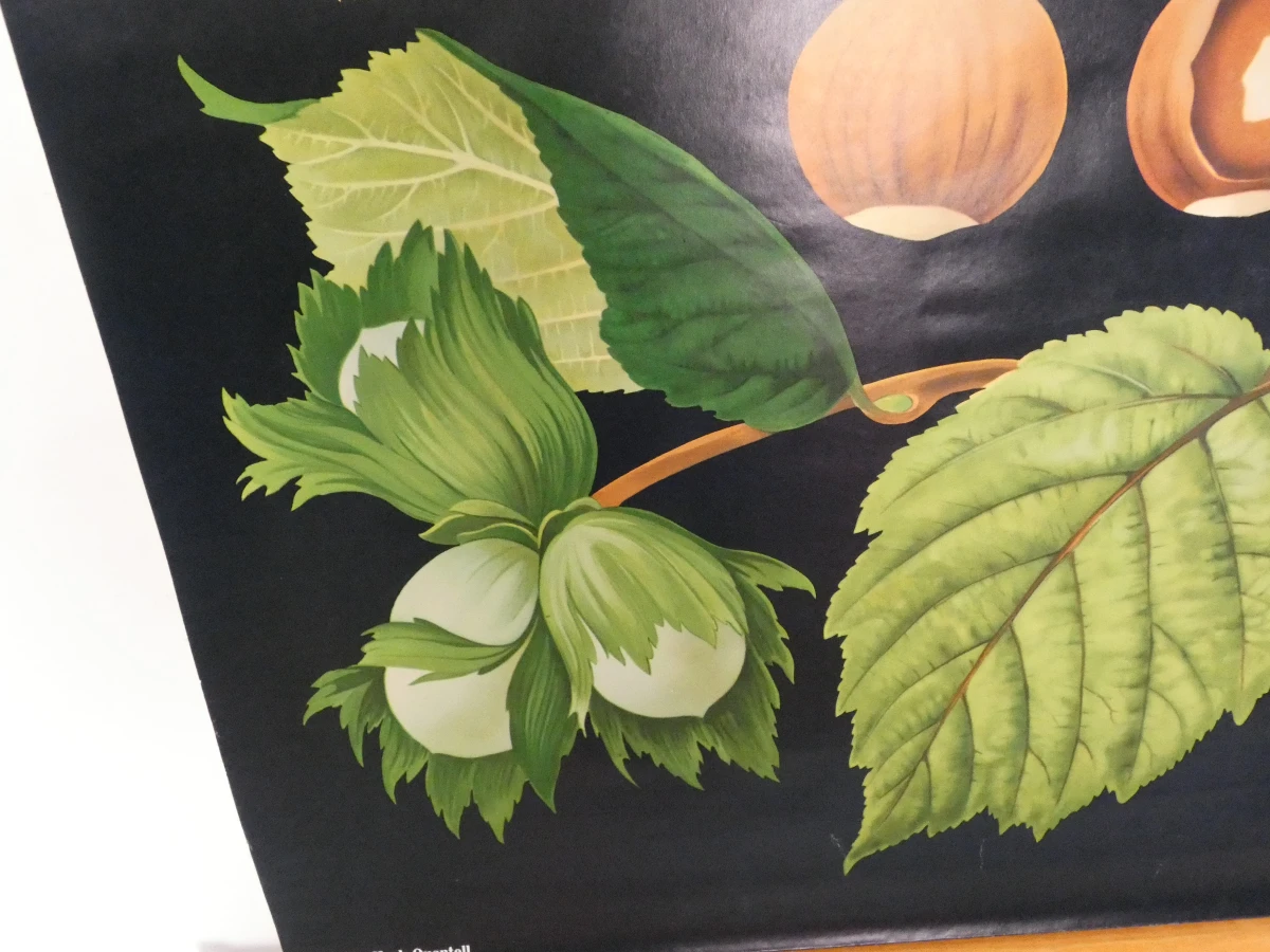Vintage botanische schoolkaart van de hazelaar