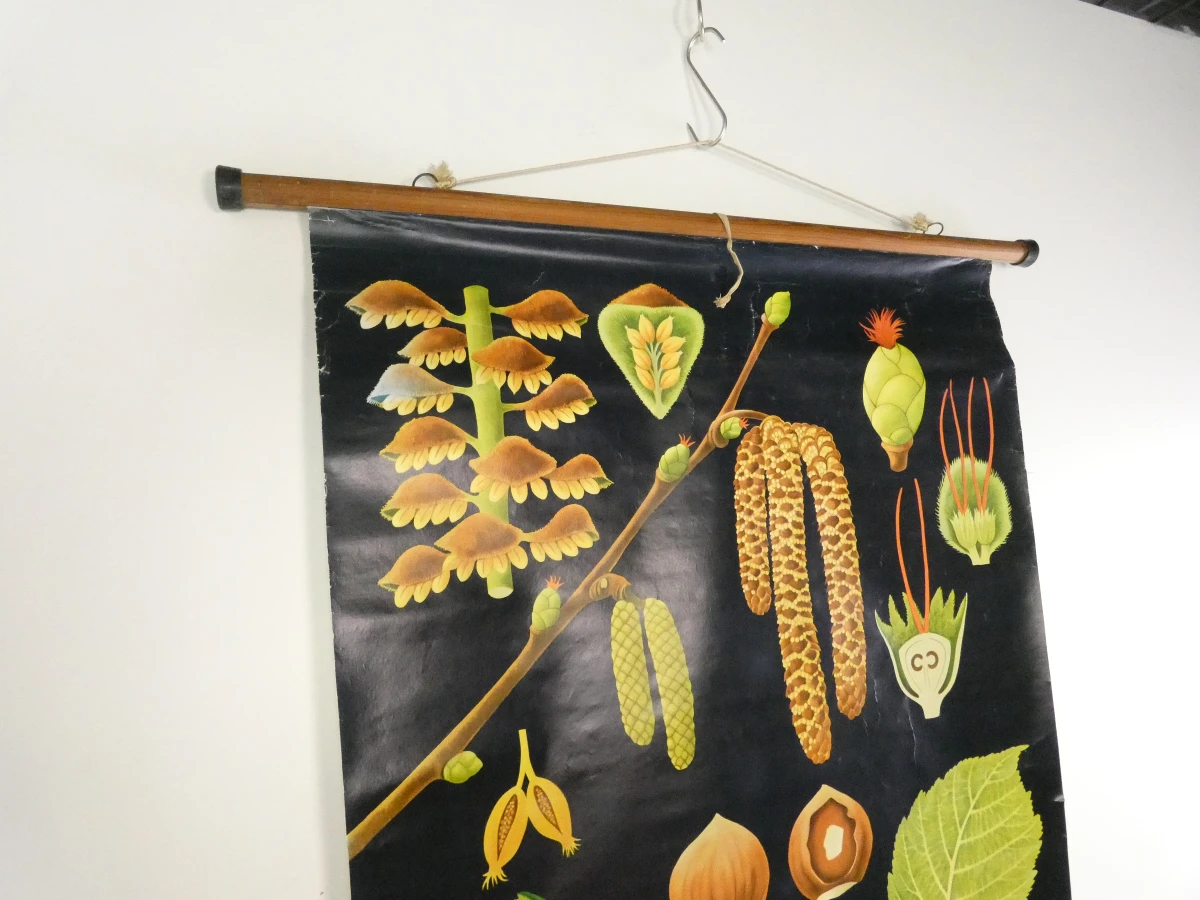 Vintage botanische schoolkaart van de hazelaar