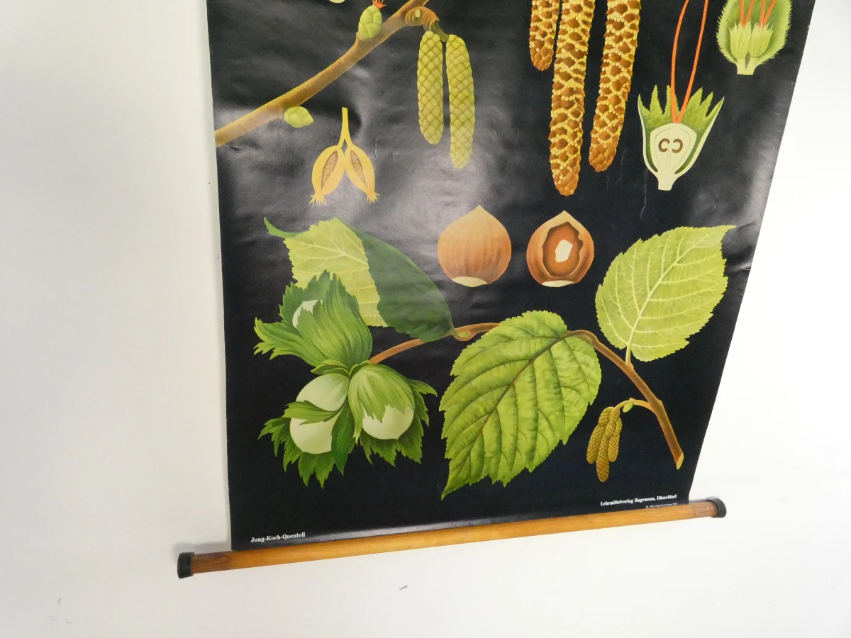 Vintage botanische schoolkaart van de hazelaar