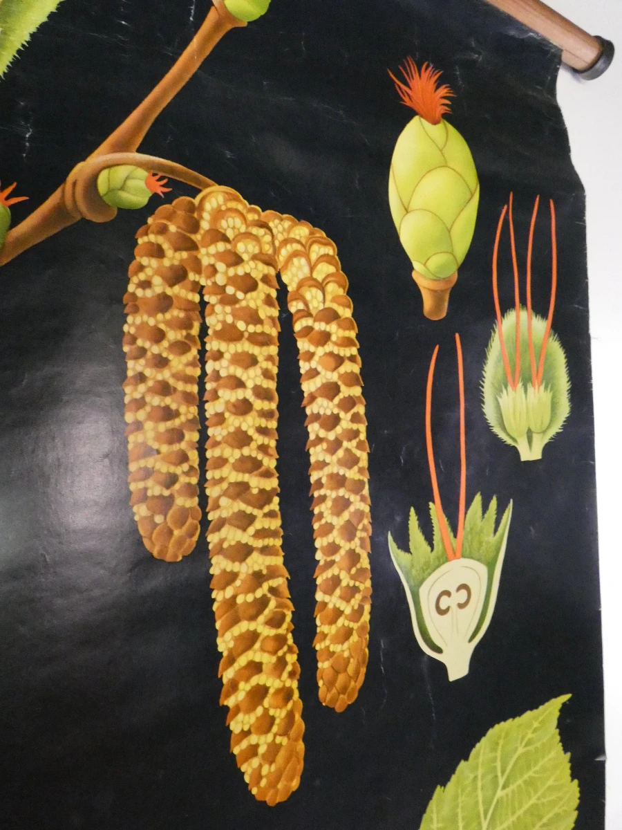 Vintage botanische schoolkaart van de hazelaar
