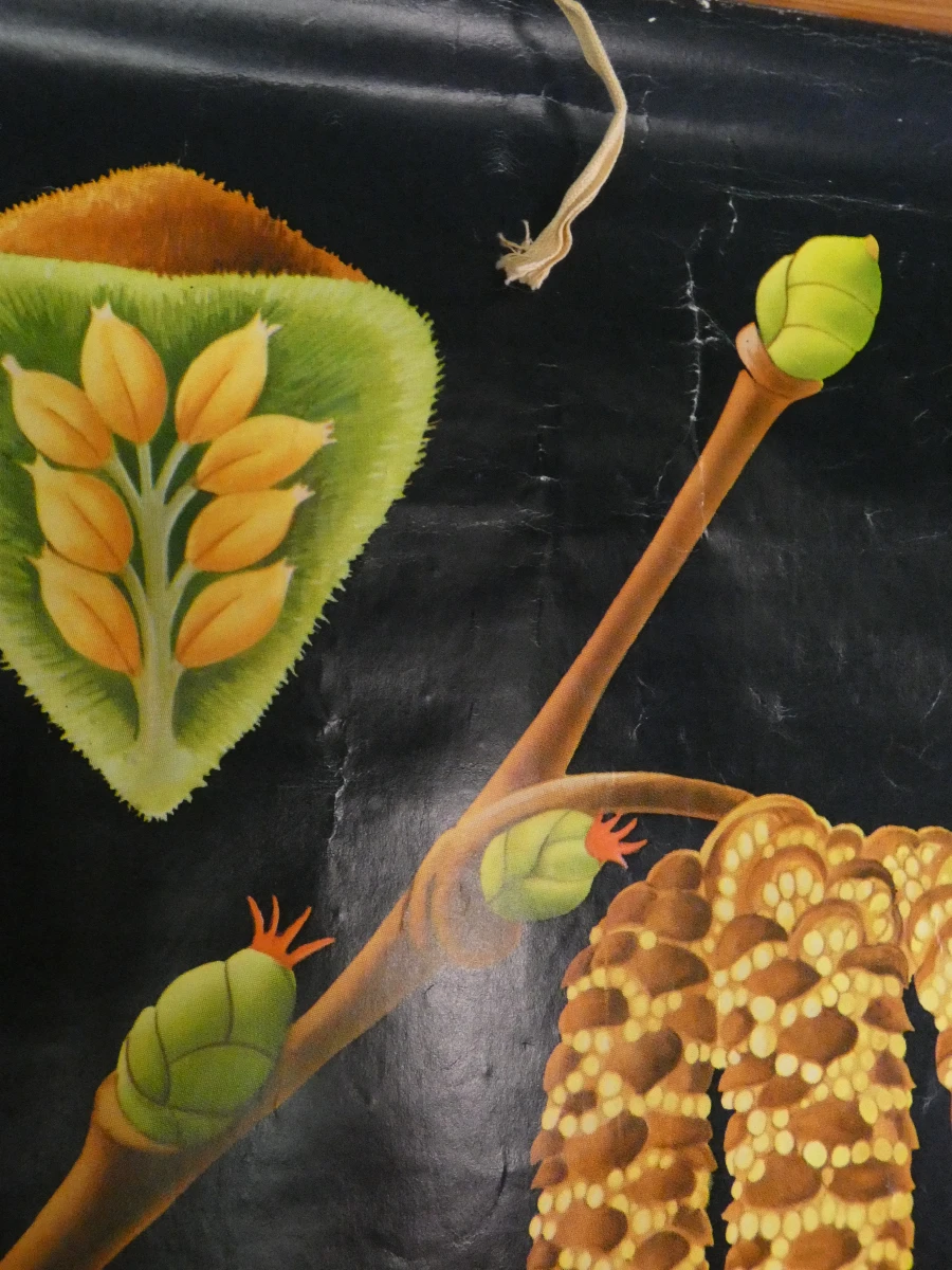 Vintage botanische schoolkaart van de hazelaar