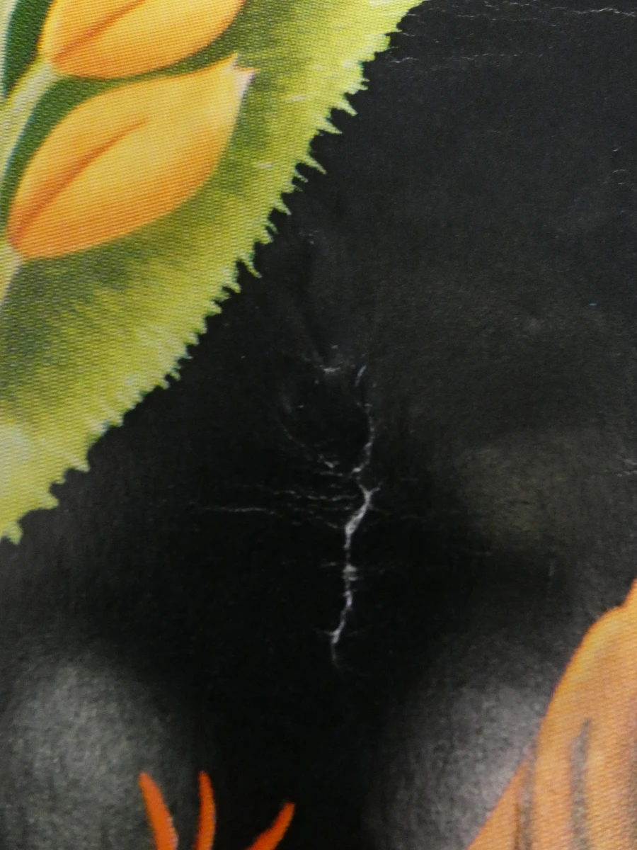 Vintage botanische schoolkaart van de hazelaar