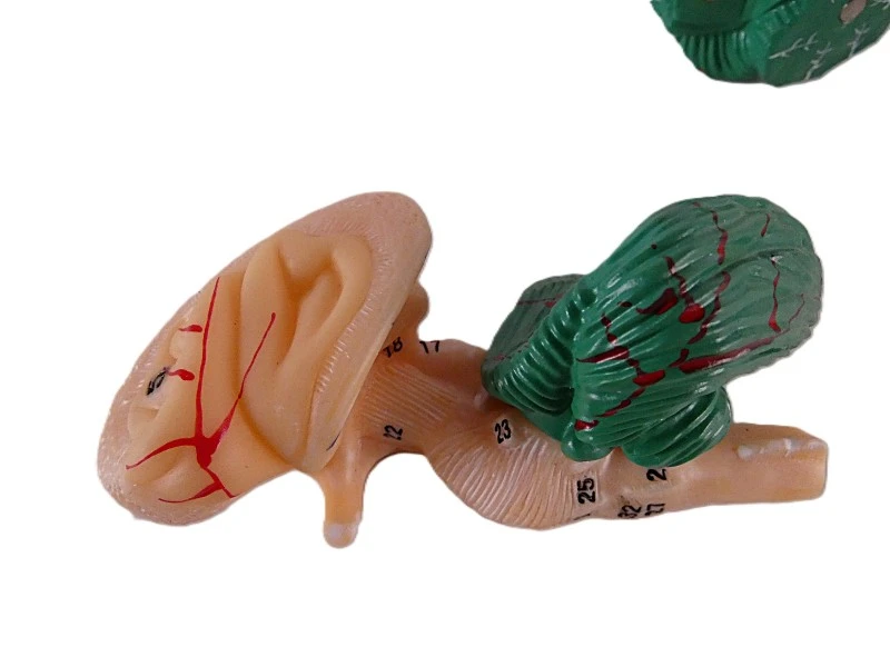 VEVOR anatomisch hersenmodel op ware grootte – model LD-304