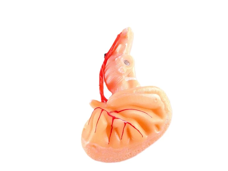VEVOR anatomisch hersenmodel op ware grootte – model LD-304